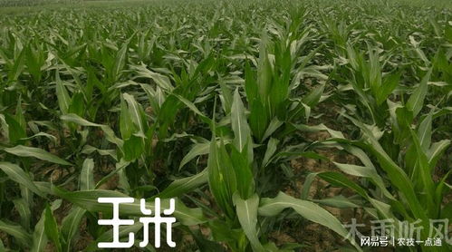 夏玉米二代钻心虫防治关键期 精准时间与科学方法助你增产