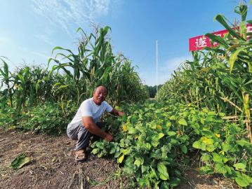 遂宁大豆玉米复合种植竞赛摘得桂冠 玉米种植技巧全解读