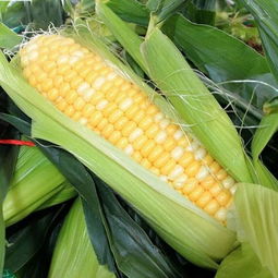 种植水果玉米的技术方法 这些关键点你不能忽略