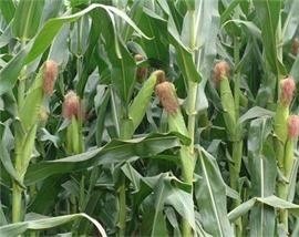 新丹001玉米种特性及适种土质条件解析