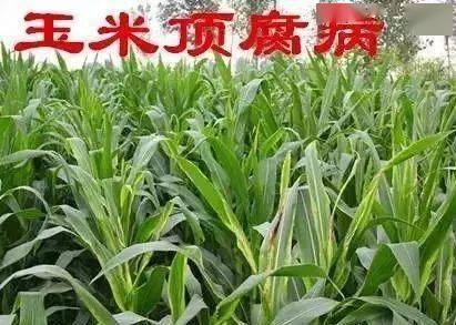 玉米异常症状并非药害，这些真相常被误判
