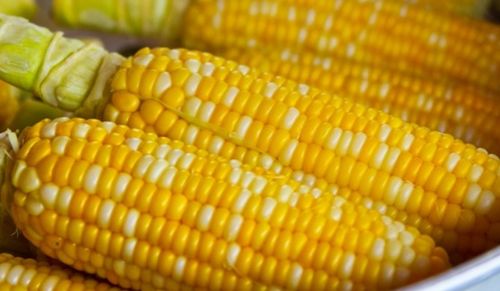 全面指南 玉米种植时间、补贴政策与高效技术解析（附土流网应用）