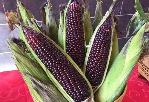 鲜食玉米生长周期及高效种植方式解析